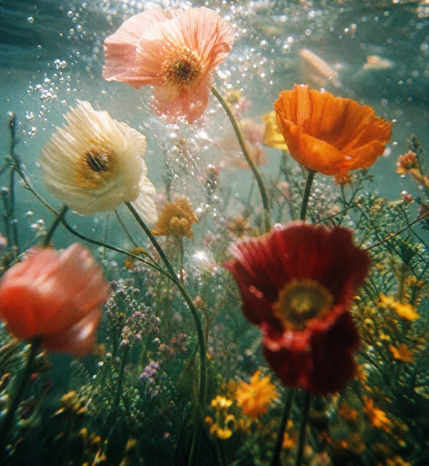 Poppy Milk - Aufbaupflege mit Ceramiden, Mohn und Kirsche